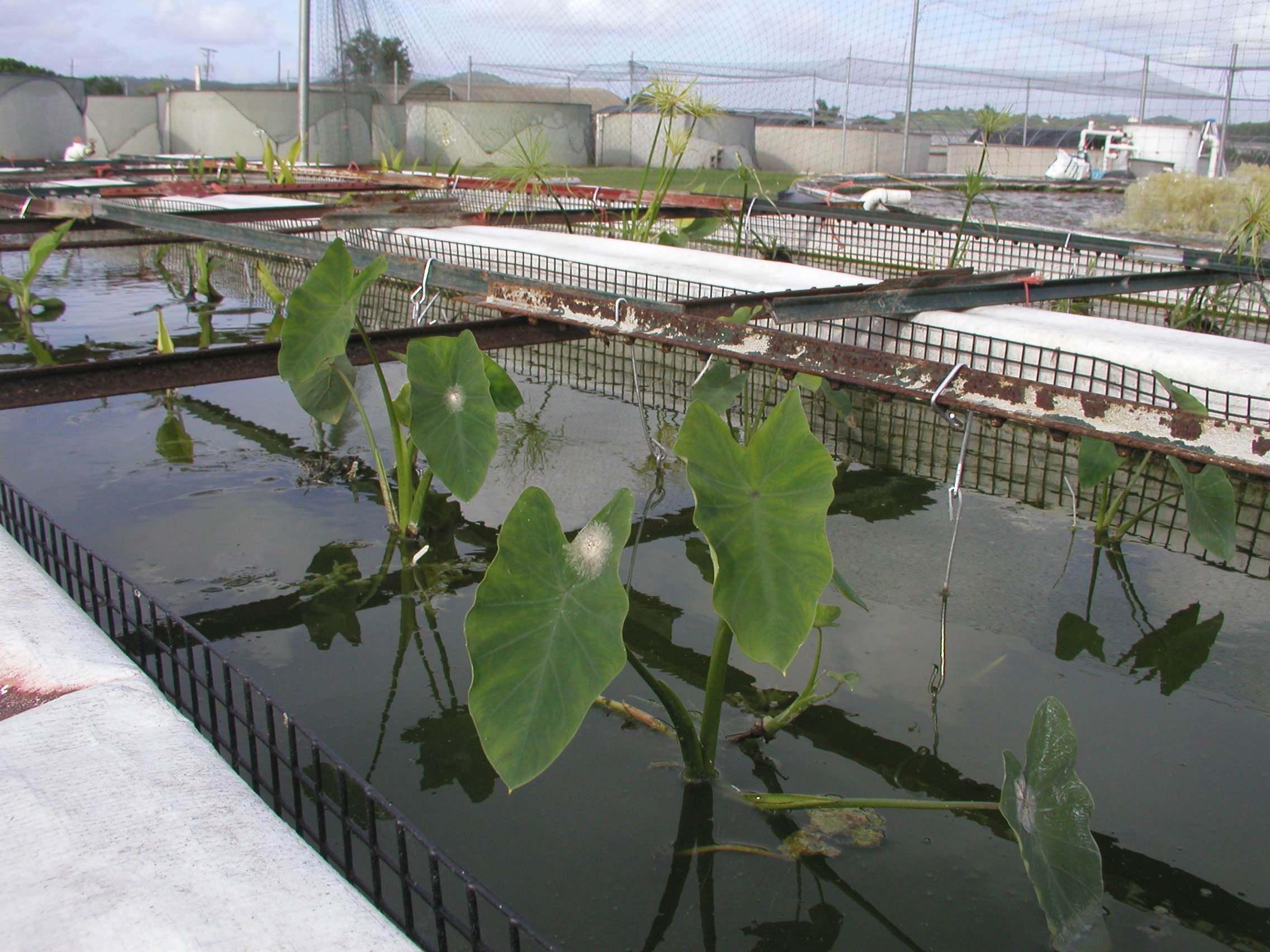 Taro transplants in biofloc denitrifying tank